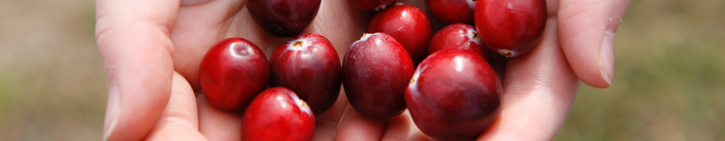 About the Cranberry